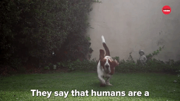 Humans Are A Dog's Best Friend