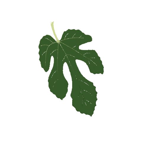 Fig Leaf Sticker