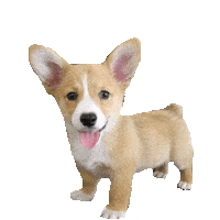 corgi STICKER by imoji