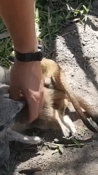 Sweet Little Meerkat Chuffed With Belly Rubs