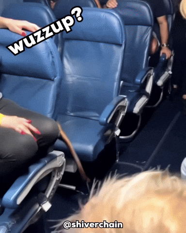 Whats Up Bird GIF