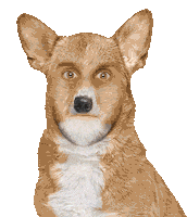 Dog Cero Sticker by Movistar+