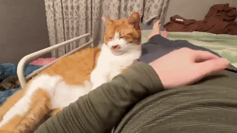 cuteanimalland giphyupload GIF