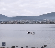 Perfect Timing: Trio of Tasmanian Pelicans Perform Synchronized Snacking
