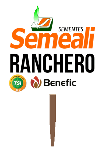 Sorgo Ranchero Sticker by semealisementes