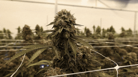 Plant Agree GIF by Exclusive Brands