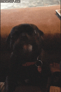 tongue pugs GIF