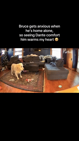 cuteanimalland giphyupload GIF