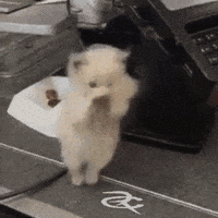 Cat Scuba GIF by Respective