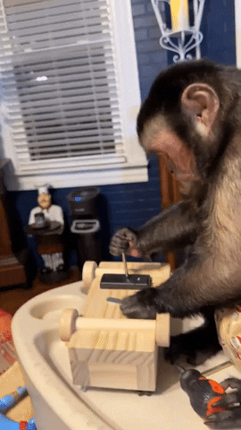 cuteanimalland giphyupload GIF