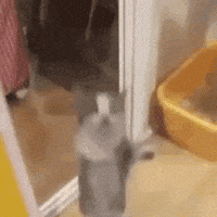 Happy Happy Happy Cat Jumping GIF