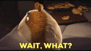 Wait What Omg GIF by The Animal Crackers Movie