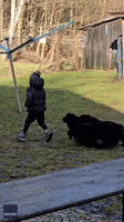 Adorable Ambush: Kid Gets Taken Down by Newfoundland Puppies
