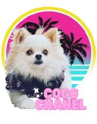 Coco Chanel Pomeranian Sticker