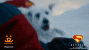 Dog Look Up GIF by Best Friends Animal Society