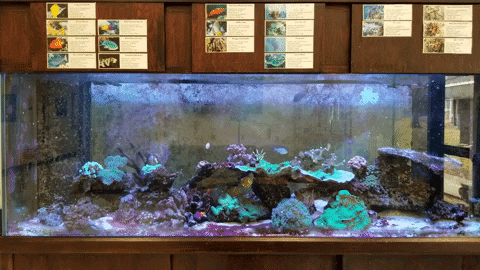 Fishtank Somas GIF by School of Marine and Atmospheric Sciences