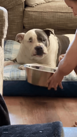 Spoiled Dog Refuses to Eat Unless Spoon-Fed
