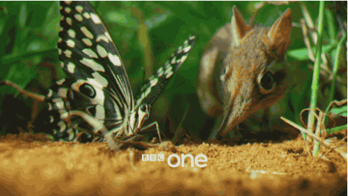 bbc natural world GIF