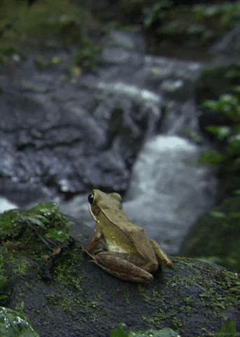 frogs GIF by Cheezburger