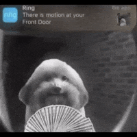 Dog Motion GIF
