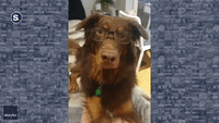 Dashing Dog Tries Out New Glasses