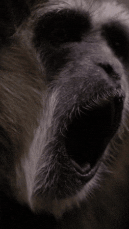 Monday Smile GIF by Valley Zoo Development Society