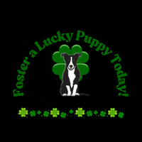 Dog Puppy GIF by Morgan