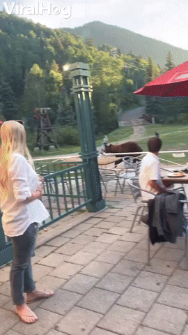 Officer Herds Bear Back Towards the Woods