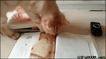 cat book GIF