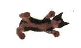 cat STICKER