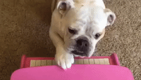 Rosie-Belle the Bulldog Plays Piano
