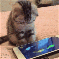 Cute-kittens GIFs - Get the best GIF on GIPHY