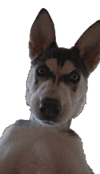 Siberian Husky Wtf Sticker