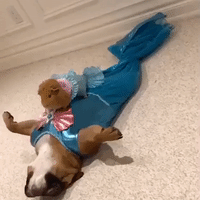 Bull Dog and Guinea Pig Channel Their Inner Mermaid