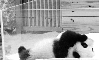 panda sleeping GIF