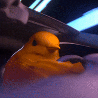 Bird GIF