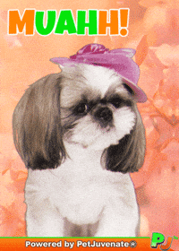 PetJuvenate petjuvenate henlo hooman fren love rescue dogs treatos and woofer for pupper GIF