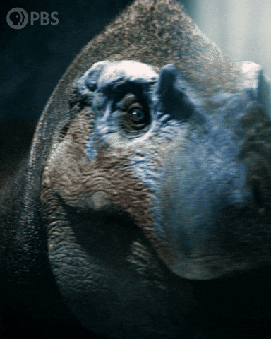 Walking With Dinosaurs What GIF by PBS