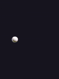 Fox Catch GIF