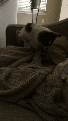 cozy GIF
