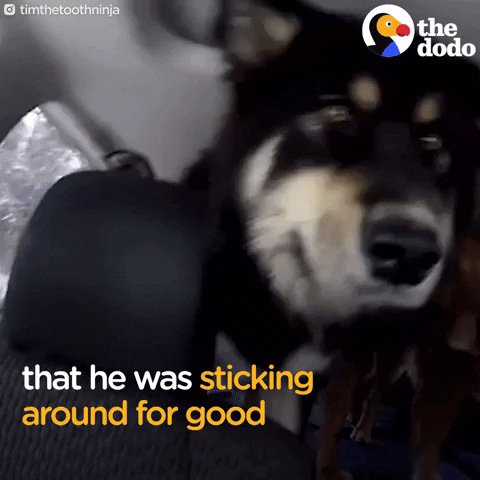dog GIF by The Dodo