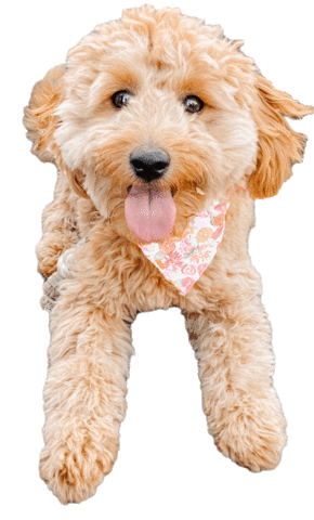 Puppy Doodle Sticker
