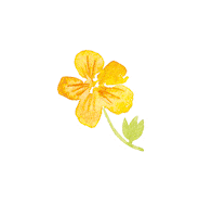 Summer Flower Sticker