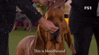 Bloodhound Number Seven