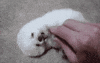 dog doggie GIF
