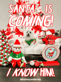 Merry Christmas Dog GIF by HammyandBrody