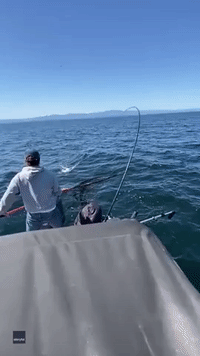 Cheeky Sea Lion Steals Fisherman's Catch
