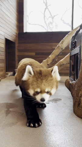 Red Panda Tango GIF by Valley Zoo Development Society