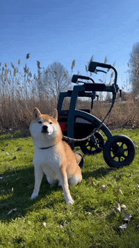 Happy Dog GIF by RollzInternational