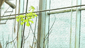 gibbon GIF by Planckendael